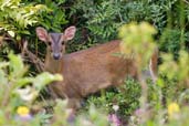 Reeve's Muntjac, Monks Eleigh, Suffolk, England, June 2009 - click for larger image