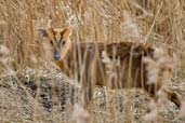 Reeve's Muntjac, Minsmere, Suffolk, England, March 2010 - click for larger image