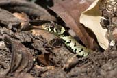 Grass Snake, Monks Eleigh Garden, Suffolk, England, June 2009 - click for larger image