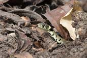 Grass Snake, Monks Eleigh Garden, Suffolk, England, June 2009 - click for larger image