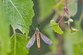 Spotted Cranefly, Monks Eleigh Garden, Suffolk, England, July 2008 - click for larger image
