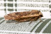 Large Yellow Underwing, Monks Eleigh Garden, Suffolk, England, July 2007 - click for larger image