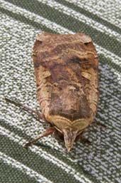 Large Yellow Underwing, Monks Eleigh Garden, Suffolk, England, July 2007 - click for larger image