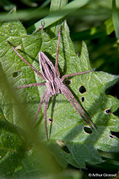 Nursery-web Spider, Monks Eleigh, Suffolk, England, July 2010 - click for larger image