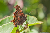 Comma, Hazelwood Marshes, Suffolk, England, August 2005 - click for larger image