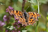 Comma, Monks Eleigh Garden, Suffolk, England, July 2007 - click for larger image