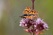 Comma, Monks Eleigh Garden, Suffolk, England, July 2007 - click for larger image