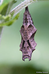 Comma, Monks Eleigh Garden, Suffolk, England, June 2010 - click for larger image