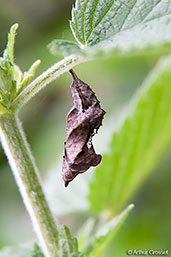 Comma, Monks Eleigh Garden, Suffolk, England, June 2010 - click for larger image