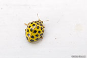 22-Spot Ladybird, Monks Eleigh Garden, Suffolk, England, July 2010 - click for larger image