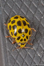 22-Spot Ladybird, Monks Eleigh Garden, Suffolk, England, July 2010 - click for larger image