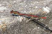 Large Red Damselfly, Monks Eleigh, Suffolk, England, May 2008 - click for larger image