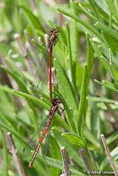 Large Red Damselfly, Monks Eleigh, Suffolk, England, May 2008 - click for larger image