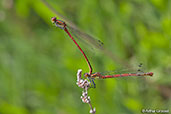 Large Red Damselfly, Monks Eleigh, Suffolk, England, May 2008 - click for larger image