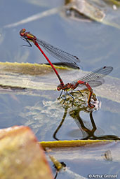 Large Red Damselfly, Monks Eleigh, Suffolk, England, May 2008 - click for larger image