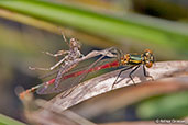 Large Red Damselfly, Monks Eleigh, Suffolk, England, May 2008 - click for larger image