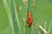 Common Red Soldier Beetle, Monks Eleigh, Suffolk, England, July 2007 - click for larger image