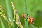 Common Red Soldier Beetle, Monks Eleigh, Suffolk, England, July 2007 - click for larger image