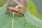 Common Red Soldier Beetle, Monks Eleigh, Suffolk, England, July 2008 - click for larger image