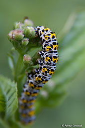 Mullein Moth Caterpillar, Wattisham, Suffolk, England, June 2008 - click for larger image