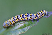 Mullein Moth Caterpillar, Wattisham, Suffolk, England, June 2008 - click for larger image