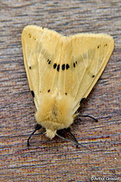 Buff Ermine, Monks Eleigh, Suffolk, England, June 2008 - click for larger image