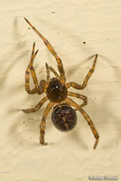 False Widow Spider, Monks Eleigh, Suffolk, England, January 2008 - click for larger image