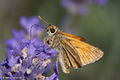 Small Skipper, Monks Eleigh, Suffolk, England, July 2008 - click for larger image