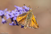 Small Skipper, Monks Eleigh, Suffolk, England, July 2008 - click for larger image