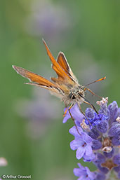 Small Skipper, Monks Eleigh, Suffolk, England, July 2008 - click for larger image