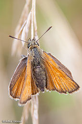 Small Skipper, Monks Eleigh, Suffolk, England, July 2008 - click for larger image