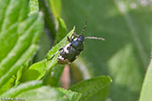 Pied Shield Bug, Monks Eleigh, Suffolk, England, April 2010 - click for larger image