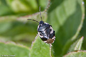 Pied Shield Bug, Monks Eleigh, Suffolk, England, April 2010 - click for larger image