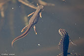 Common Newt, Monks Eleigh, Suffolk, England, April 2009 - click for larger image