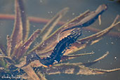 Common Newt, Monks Eleigh, Suffolk, England, April 2009 - click for larger image