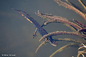 Common Newt, Monks Eleigh, Suffolk, England, April 2009 - click for larger image