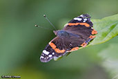 Red Admiral, Monks Eleigh Garden, Suffolk, England, July 2007 - click for larger image