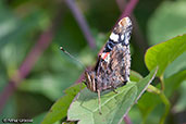 Red Admiral, Monks Eleigh Garden, Suffolk, England, July 2007 - click for larger image