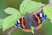 Red Admiral, Monks Eleigh Garden, Suffolk, England, July 2007 - click for larger image