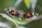 Red Admiral, Monks Eleigh Garden, Suffolk, England, July 2007 - click for larger image