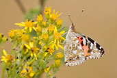 Painted Lady, Walberswick, Suffolk, England, July 2009 - click for larger image