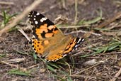 Painted Lady, Walberswick, Suffolk, England, July 2009 - click for larger image