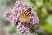 Painted Lady, Monks Eleigh Garden, Suffolk, England, July 2009 - click for larger image