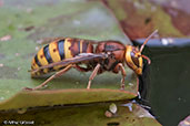 Hornet, Monks Eleigh Garden, Suffolk, England, July 2015 - click for larger image