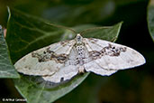 Silver-ground Carpet, Monks Eleigh Garden, Suffolk, England, June 2010 - click for larger image