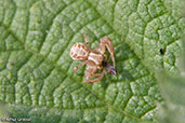 Common Crab Spider, Monks Eleigh Garden, Suffolk, England, April 2010 - click for larger image