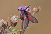 6-spot Burnet, Walberswick, Suffolk, England, July 2009 - click for larger image